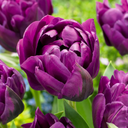 12x Tulipa Double Lilac - Gefüllte Flieder-Tulpe - Lila - Frühlingsblüher - Zwiebelgröße 11/12