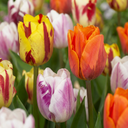 15x Tulipa Flaming Beauty Mix - Tulpe Flaming Beauty Mix - Diverses - Frühlingsblüher - Zwiebelgröße 11/12