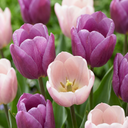 12x Tulipa Macron mix - Tulpe Macron Mischung - Verschiedenes - Frühlingsblüher - Zwiebelgröße 11/12