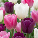 12x Tulipa Pastel mix - Pastell-Tulpen-Mischung - Diverses - Frühlingsblüher - Zwiebelgröße 11/12