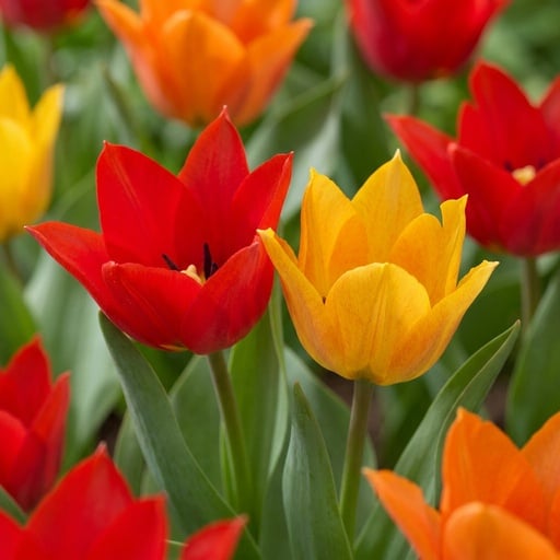 "Tulpe 'Praestans' (Tulipa) – Blumenzwiebeln, 25 Zwiebeln image"