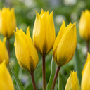 20x Tulipa Sylvestris - Weinbergstulpe - Gelb - Verwilderungszwiebel - Zwiebelgröße 5/6