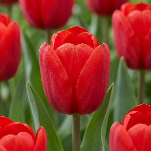 "Tulpe 'Triumph Red' (Tulipa) – Blumenzwiebeln, 15 Zwiebeln image"