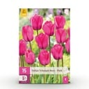 15x Tulipa Triumph Pink - Triumph-Tulpe - Rosa - Frühlingsblüher - Zwiebelgröße 11/12