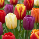 15x Tulipa Triumph Mix - Triumph-Tulpe - Diverses - Frühlingsblüher - Zwiebelgröße 11/12