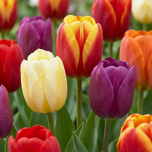 "Tulpe 'Triumph' (Tulipa) – Blumenzwiebeln, 15 Zwiebeln image"