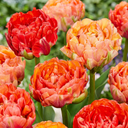 12x Tulipa Gudoshnik Double - Gefüllte Tulpe Gudoshnik - Diverses - Frühlingsblüher - Zwiebelgröße 11/12
