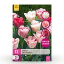 12x Tulipa Hemisphere - Tulpe Hemisphere - Diverses - Frühlingsblüher - Zwiebelgröße 11/12