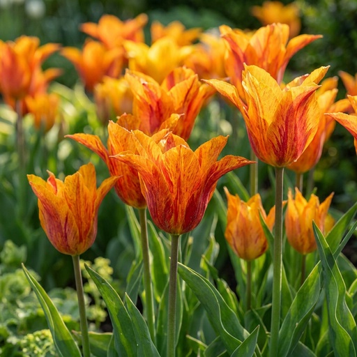 "Tulpe 'Vendeeglobe' (Tulipa) – Blumenzwiebeln, 12 Zwiebeln image"