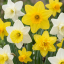 Narzisse 'Botanical' (Narcissus) – Blumenzwiebeln, 20 Zwiebeln