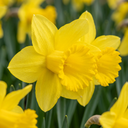 Narzisse 'Carlton' (Narcissus) – Blumenzwiebeln, 15 Zwiebeln