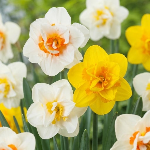 "Narzisse 'Double' (Narcissus) – Blumenzwiebeln, 10 Zwiebeln image"
