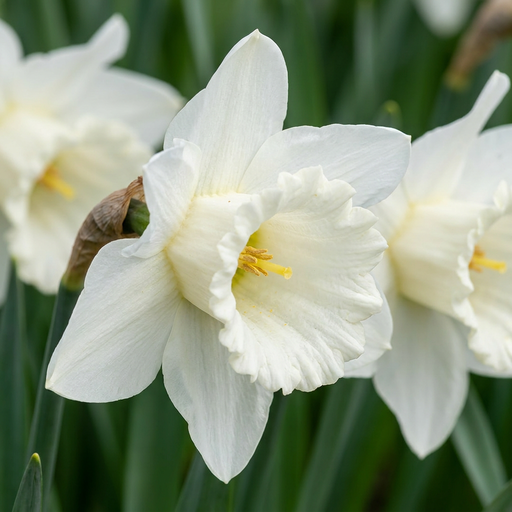 "Narzisse 'Mount Hood' (Narcissus) – Blumenzwiebeln, 15 Zwiebeln image"