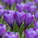 30x Crocus Blue - Blauer Krokus - Blau - Verwilderungszwiebel - Zwiebelgröße 7/8
