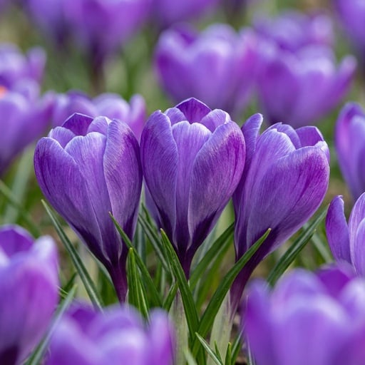 "Krokus 'Blue' (Crocus) – Blumenzwiebeln, 30 Zwiebeln image"