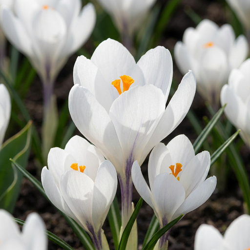 "Krokus 'White' (Crocus) – Blumenzwiebeln, 30 Zwiebeln image"