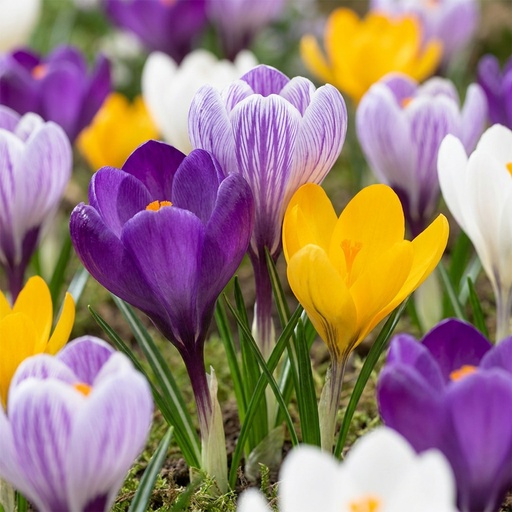 "Krokus 'Large Flowering' (Crocus) – Blumenzwiebeln, 30 Zwiebeln image"