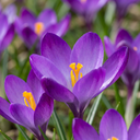 50x Crocus Ruby Giant - Großblütiger Krokus - Lila - Verwilderungszwiebel - Zwiebelgröße 5/+