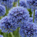 40x Allium Caeruleum - Blauer Zierlauch - Blau - Sommerblüher - Zwiebelgröße 4/5