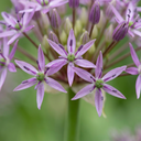 15x Allium Christophii - Christoph-Lauch - Lila - Sommerblüher - Zwiebelgröße 10/12