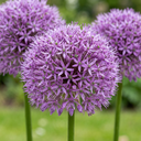 5x Allium Gladiator - Gladiator-Zierlauch - Lila - Sommerblüher - Zwiebelgröße 16/18