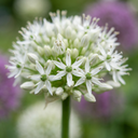 3x Allium Mount Everest - Kugellauch Mount Everest - Weiß - Sommerblüher - Zwiebelgröße 16/18