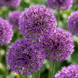 15x Allium Purple Sensation - Purpurlauch - Lila - Sommerblüher - Zwiebelgröße 1