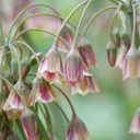 30x Allium Siculum - Sizilianischer Honigknoblauch - Rot - Sommerblüher - Zwiebelgröße 8/10