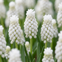 50x Muscari White Magic - Weißer Traubenhyazinthen - Weiß - Verwilderungszwiebel - Zwiebelgröße 6/7