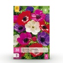 30x Anemone de Caen Mix - Mohnblumen-Anemone de Caen Mischung - Verschiedenes - Frühlingsblüher - Zwiebelgröße 5/6