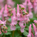 20x Corydalis Beth Evans - Lerchensporner Beth Evans - Weiß und Lila - Verwilderungszwiebel - Zwiebelgröße 6/+