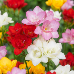 Freesie 'Double' (Freesia x) – Blumenzwiebeln, 40 Zwiebeln