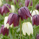 30x Fritillaria Meleagris Mix - Schachbrettblume Mischung - Lila und Weiß - Verwilderungszwiebel - Zwiebelgröße 6/7