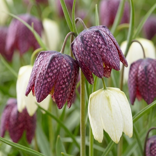 "Schachbrettblume 'Meleagris' (Fritillaria meleagris) – Blumenzwiebeln, 30 Zwiebeln image"