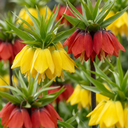 3x Fritillaria Imperialis Mix - Kaiserkronen-Mischung - Diverses - Frühlingsblüher - Zwiebelgröße 18/20