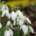 25x Galanthus Elwesii - Riesen-Schneeglöckchen - Weiß - Frühlingsblüher - Zwiebelgröße 5/6