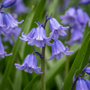 20x Hyacinthoides non Scripta - Atlantisches Hasenglöckchen - Blau - Verwilderungszwiebel - Zwiebelgröße 7/8