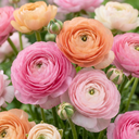 Ranunkel 'Pastel' (Ranunculus asiaticus) – Ranunkel-Knollen, 40 Zwiebeln