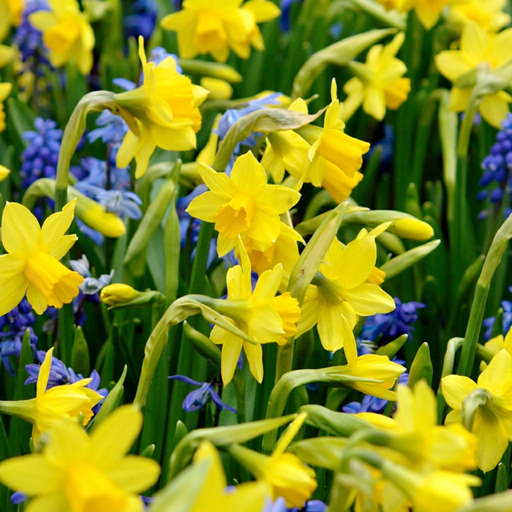 "Narzisse 'Tete- A -Tete' (Narcissus) – Blumenzwiebeln, 50 Zwiebeln image"