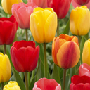 40x Tulipa Darwin Hybride mix - Darwin-Hybrid-Tulpe - Diverses - Frühlingsblüher - Zwiebelgröße 10/12