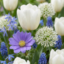 Zierlauch 'Garden Blue' (Bulb garden) – Zierlauch-Zwiebeln, 125 Zwiebeln