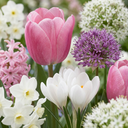 Tulpe 'Garden Pink' (Bulb garden) – Blumenzwiebeln, 125 Zwiebeln
