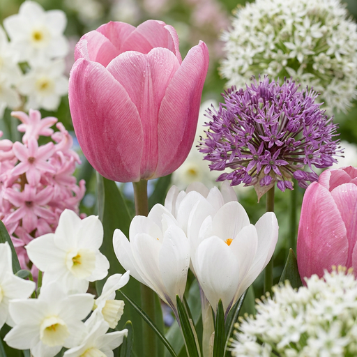 "Tulpe 'Garden Pink' (Bulb garden) – Blumenzwiebeln, 125 Zwiebeln image"