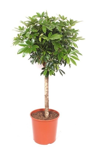 "Schefflera  op stam - 150 cm  image"