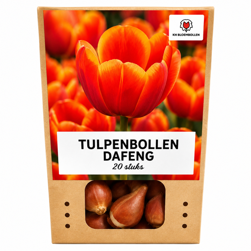 "Tulpenzwiebeln Dafeng – 20 Stück | KH Bloembollen® | Orange Tulpe – Großblumig & Elegant – Für Garten oder Topf – Größe 11/12 – Frisch vom Züchter! image"
