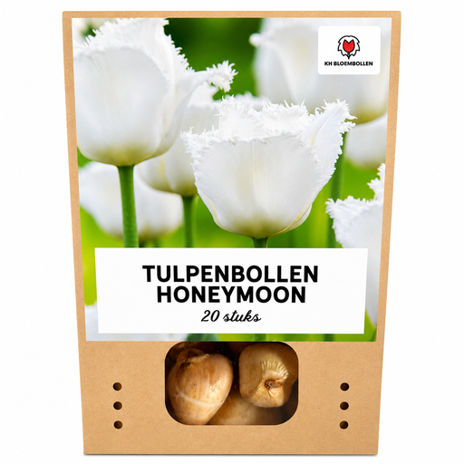 "Tulpenzwiebeln Honeymoon – 20 Stück | KH Bloembollen® | Weiße Fransentulpe – Elegant & Einzigartig – Geschenk für Garten oder Topf – Größe 11/12 – Frisch vom Züchter! image"