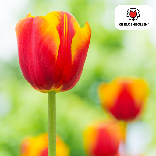 "Tulpe 'Dow Jones' (Tulipa) – Blumenzwiebeln, 20 Zwiebeln image"