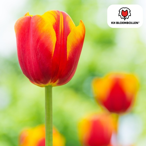 "Tulpe 'Dow Jones' (Tulipa) – Blumenzwiebeln, 20 Zwiebeln image"