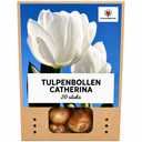 Tulpenzwiebeln Catherina – 20 Stück | KH Bloembollen® | Reinweiße Tulpe – Zeitlos & Elegant – Für Garten oder Topf – Größe 11/12 – Frisch vom Züchter