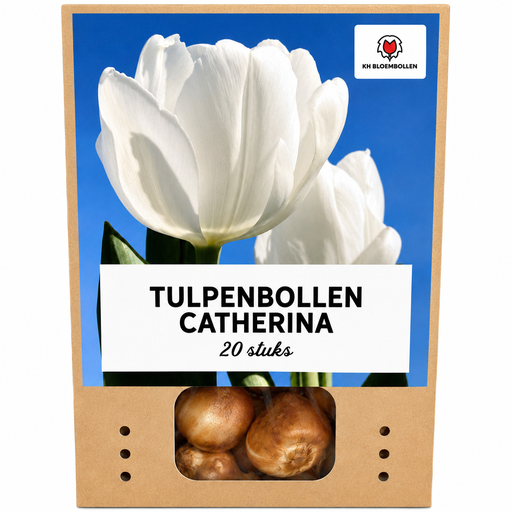 "Tulpenzwiebeln Catherina – 20 Stück | KH Bloembollen® | Reinweiße Tulpe – Zeitlos & Elegant – Für Garten oder Topf – Größe 11/12 – Frisch vom Züchter image"